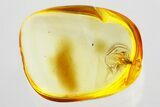 Detailed Fossil Winged Aphid (Aphidoidea) in Baltic Amber #335778-1